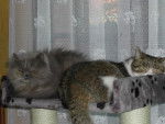 BRITISH SHORTHAIR BROWN TABBY et PERSAN BLEU CREME -