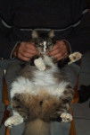 Chat de foret norvegienne -