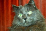Chat de foret norvegienne -