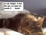 Chat de gouti?re - (11 mois)