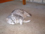 Silver Tabby -
