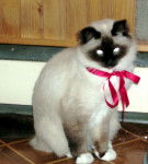 Birman -