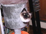 Birman -