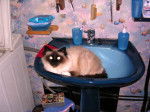 Birman -