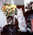 Europ?en/m?re siamoise -