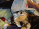Chatte italienne -