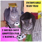 Des chats et des souris -