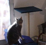 Nino et son petit arbre ? chat... -