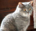 Pamina, 7 ans, Blue-Tortie-Tabby - (7 ans)