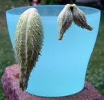 Perroquets ou perruches -