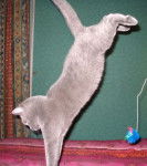 Van Morrison fait le pitre -