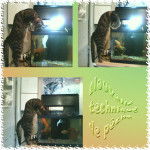 Viking le pêcheur -