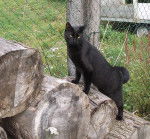 Caramel le cascadeur !!! -