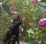 Caramel découvre le jardin !!! -