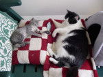 Cloé (2mois) et Mickey (10ans) -