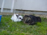 Robert (le chat) et Poupougne (le lapin)! -