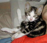 Kiba à 2 mois et demi - (2 mois)