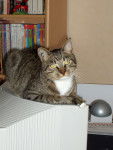 Chat studieux -