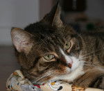 Hey laisse moi dormir -