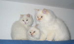 Mes amours ixixix de chats -