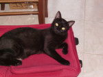 Maya sur ma valise rouge -