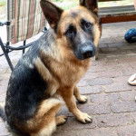 Baltic - Berger Allemand M&acirc;le (1 an)