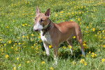 Photo Bull Terrier Miniature