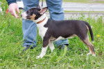 Photo Bull Terrier Miniature