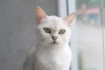Turkish Van -