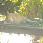 orquin - Mâle (9 mois)