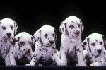 Une grande portée - Dalmatien Mâle (3 mois)