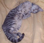 Loona-Blue - (4 ans)