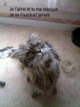 Felyne - (19 ans)
