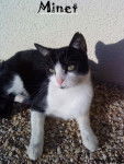 Minet - (2 ans)