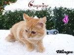 Coquine dans la neige - (6 mois)