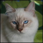 Enzo - Mâle (2 ans)