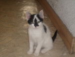 Miette - (3 mois)