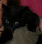 Les shinycool - (5 mois)