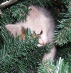 Flocon - Mâle (3 ans)