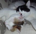 Fanta & Vanille - (10 mois)