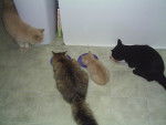 Caramel , Minette , Lucky , Noiro -