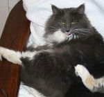 Ficelle (image prise sur internet, l'ordi ne supporte pas mes photos !) - (2 ans)