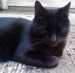 Orica dort , chut ! (à une conaissance ) - Mâle