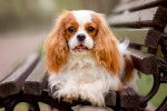 Un chiot Cavalier King Charles est assis sur un banc