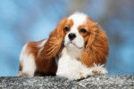 Photo Cavalier King Charles Spaniel