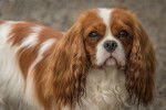 Un Cavalier King Charles Spaniel 