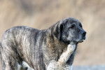 Photo Kangal