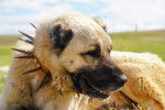 Un Kangal avec un collier à pics dans un champ