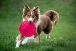 Photo Border Collie