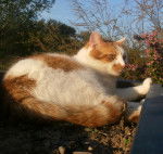 Burton - Mâle (5 ans)